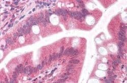 Embigin/EMB Antibody, Novus Biologicals 50 &mu;g; Unconjugated:Antibodies,